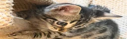 Bengal cats for sale: Rare Silver Charcoal Bengal Male Kitten 🐾 - Advert 9