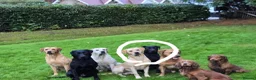 Labrador Retriever dogs for sale: Kc Registered Lab Pups - Advert 9