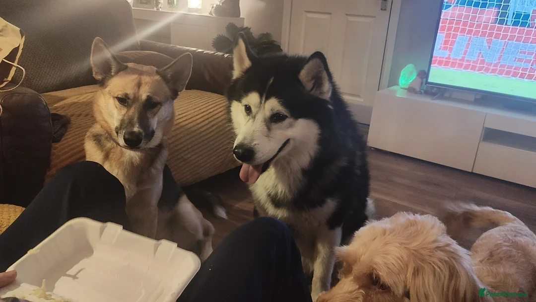 Shepsky dogs for sale: Gorgeous GSDxHusky 3 year old sweet loving boy - Advert 5