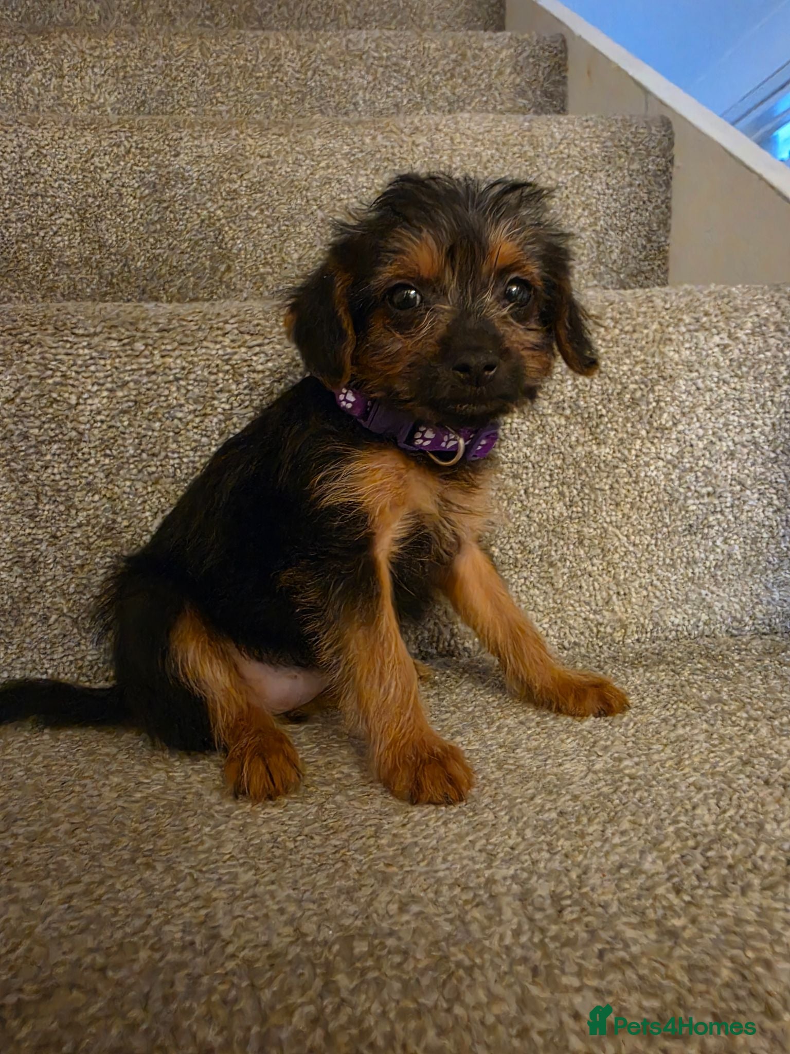 Mixed Breed dogs 1 girl vet checked ready for new home - Advert 1