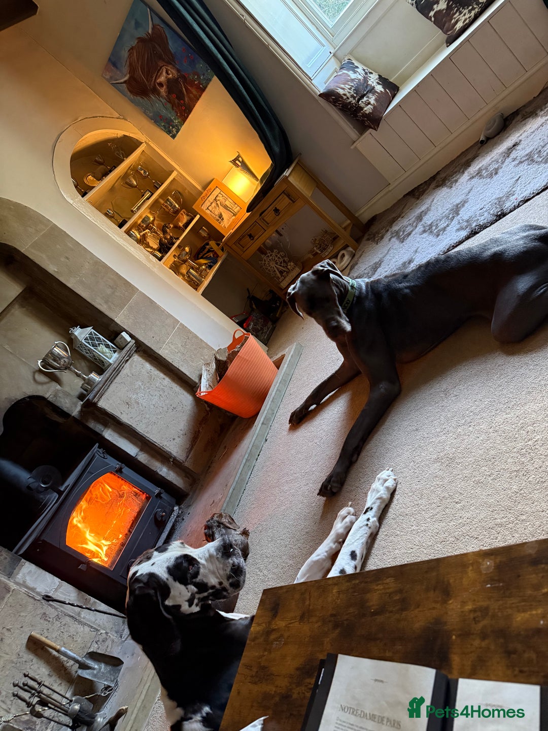 Great Dane dogs for sale: 2yr old great dane  - Advert 5