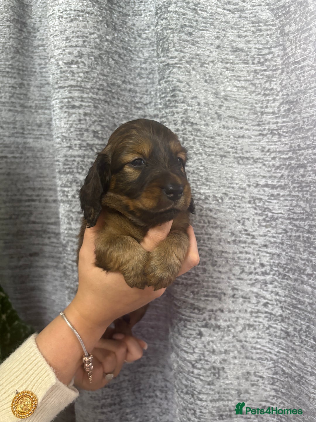 Miniature Dachshund dogs for sale: Amazing Champ Bloodlines Mini Dachshunds ✨ - Image 12