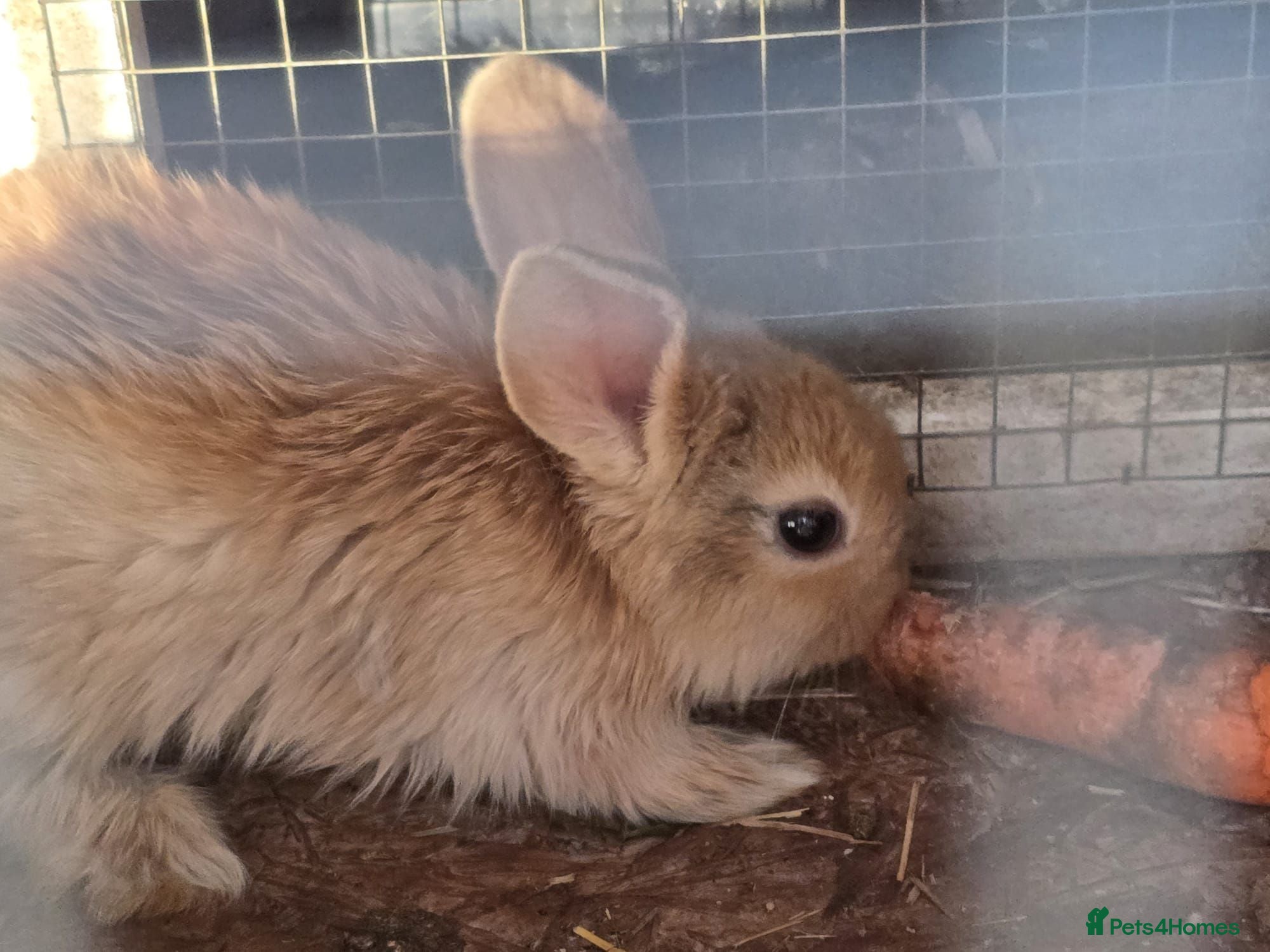Mixed Breed rabbits Rabbits for sale - Advert 5