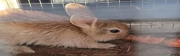 Mixed Breed rabbits for sale: Rabbits for sale in Amersham - Advert 3