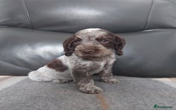 Cocker Spaniel dogs for sale: 8 beautiful kc reg show cocker puppy for sale - Image 14