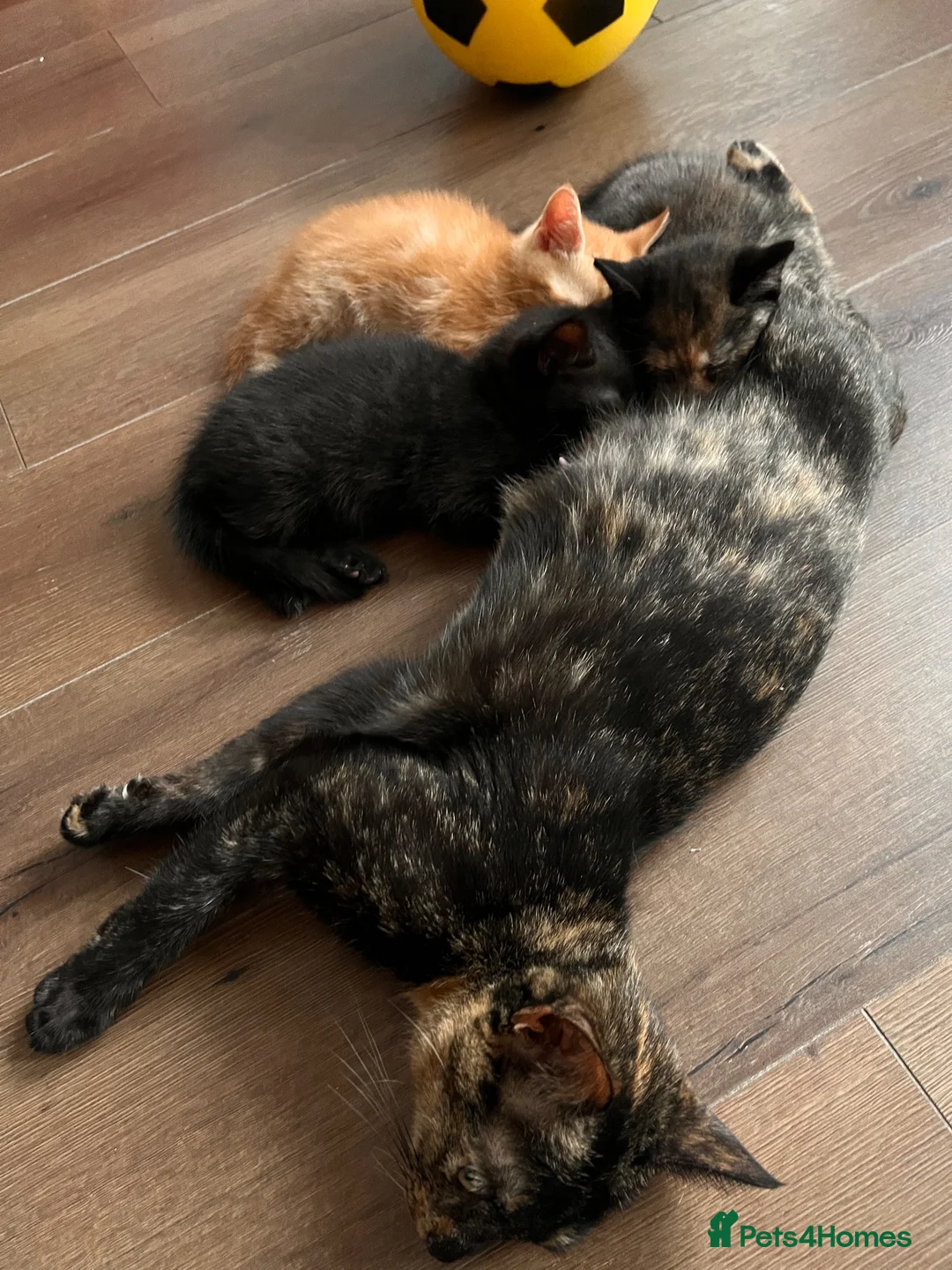 Scottish Fold cats for sale: Scottish fold/straight ears 2 males. in Derby - Advert 2
