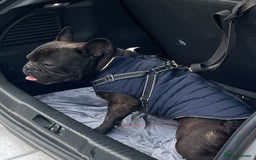 French Bulldog dogs for sale: Rocco  - Image 6