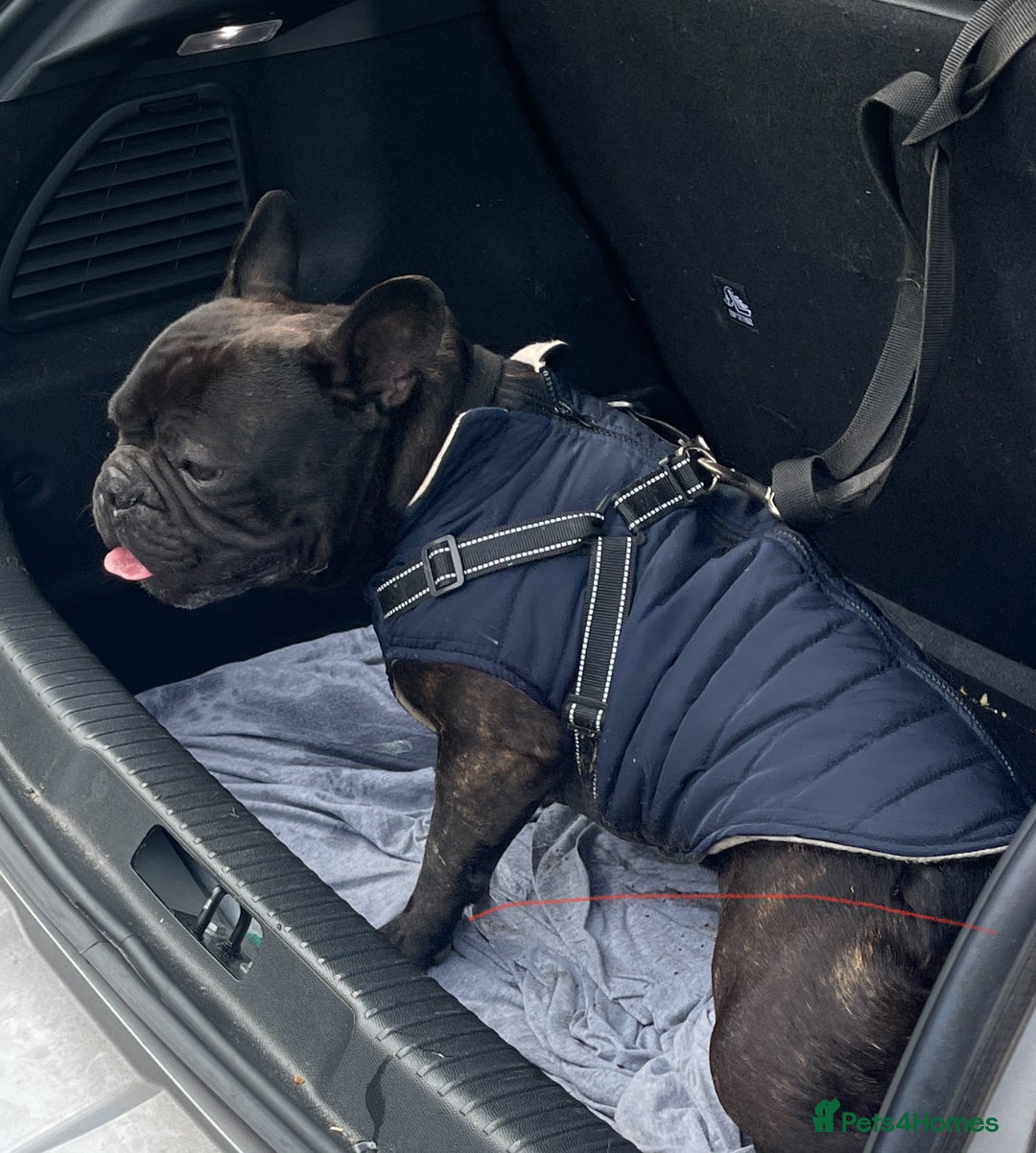 French Bulldog dogs for sale: Rocco  - Image 6