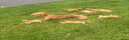 Labrador Retriever dogs for sale: Ready now Red Labrador puppies  - Advert 14
