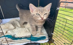 Bengal cats for sale: Three Bengal-Tabby Mix Kittens Ready for New Homes - Image 11