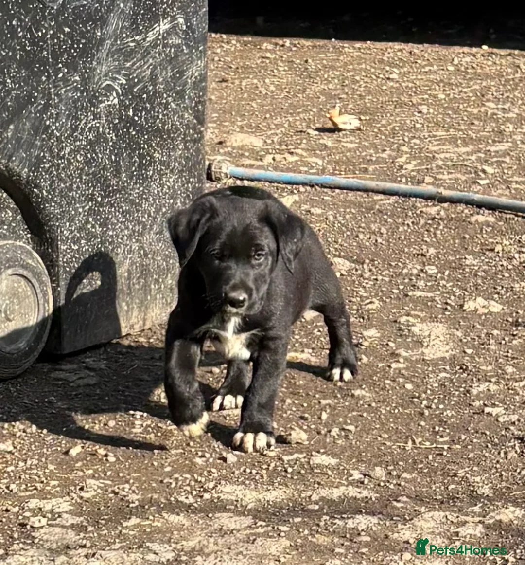 Borador dogs for sale: Beautiful Collie x Labrador puppies  - Advert 5