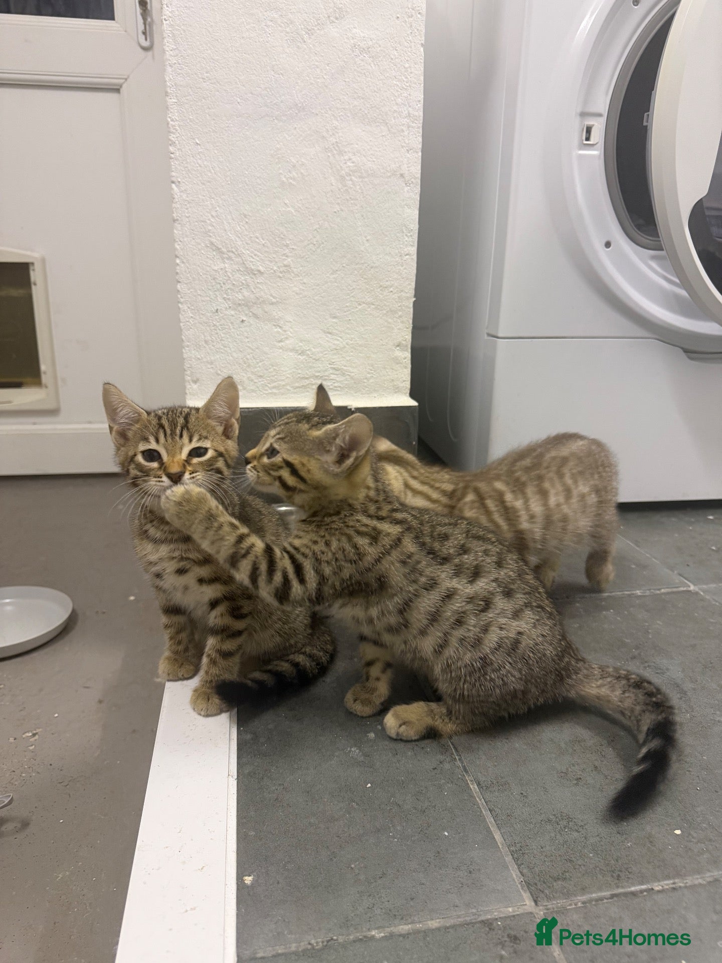 Bengal cats Beautiful Bengal x kittens  - Advert 15