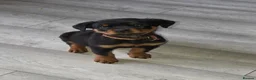 Rottweiler dogs for sale: LAST FEMALE ROTTWEILER PUP  in Feltham - Advert 6