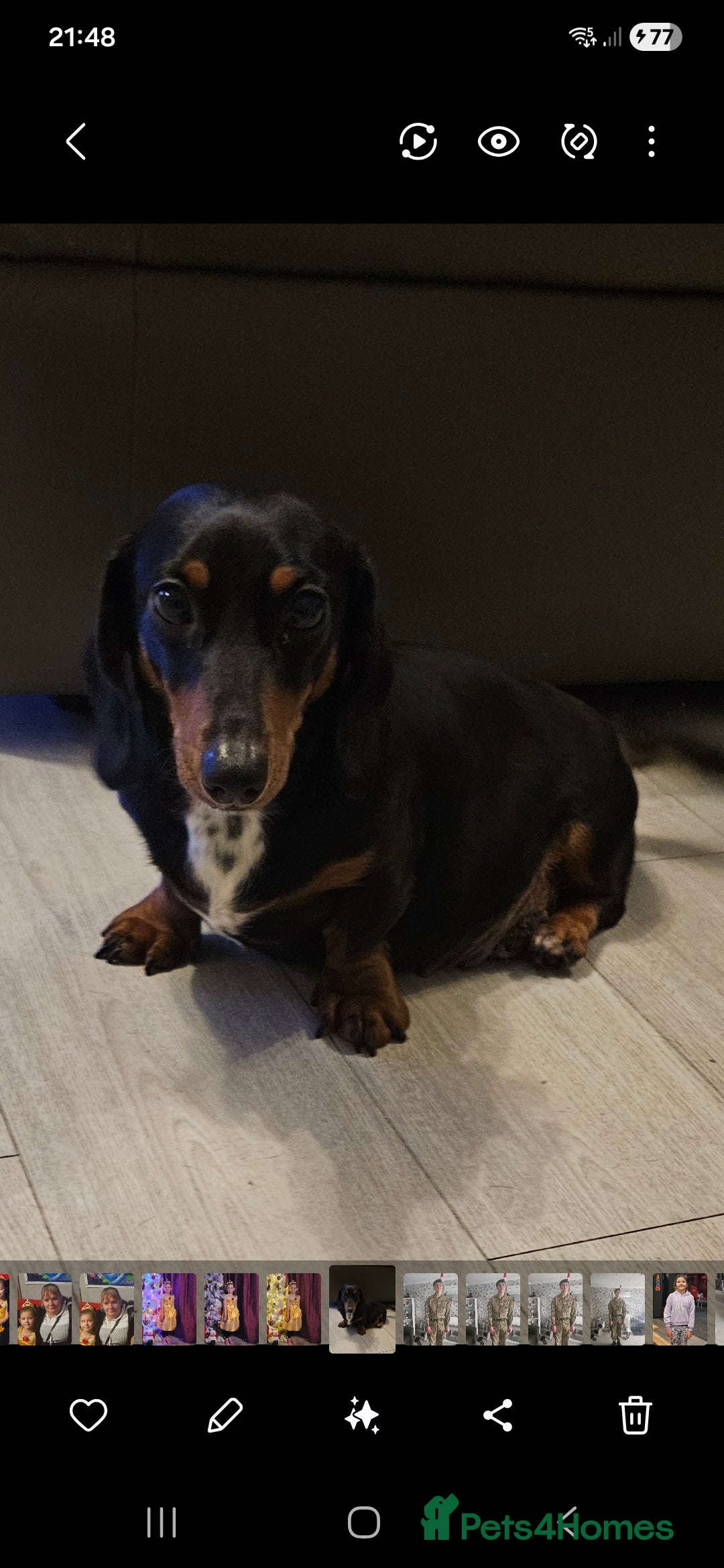 Miniature Dachshund dogs for sale: Female  2 years old  - Advert 1