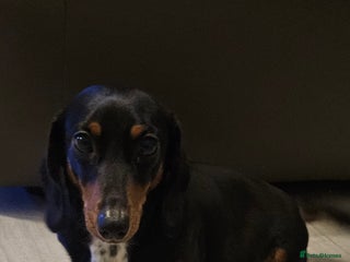Miniature Dachshund dogs Female 2 years old - Advert 9