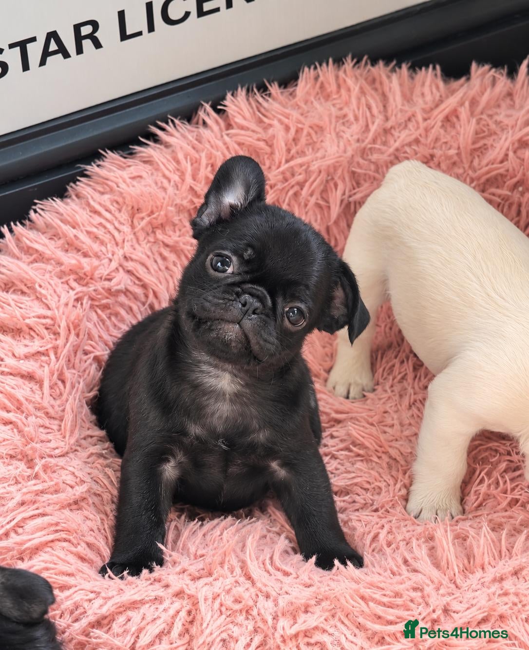 French Bulldog dogs Beautiful French Bulldog Puppies 🐶  - Advert 5