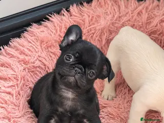 French Bulldog dogs Beautiful French Bulldog Puppies 🐶 - Advert 5