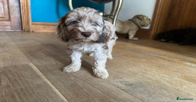 Cockapoo dogs - Advert 3