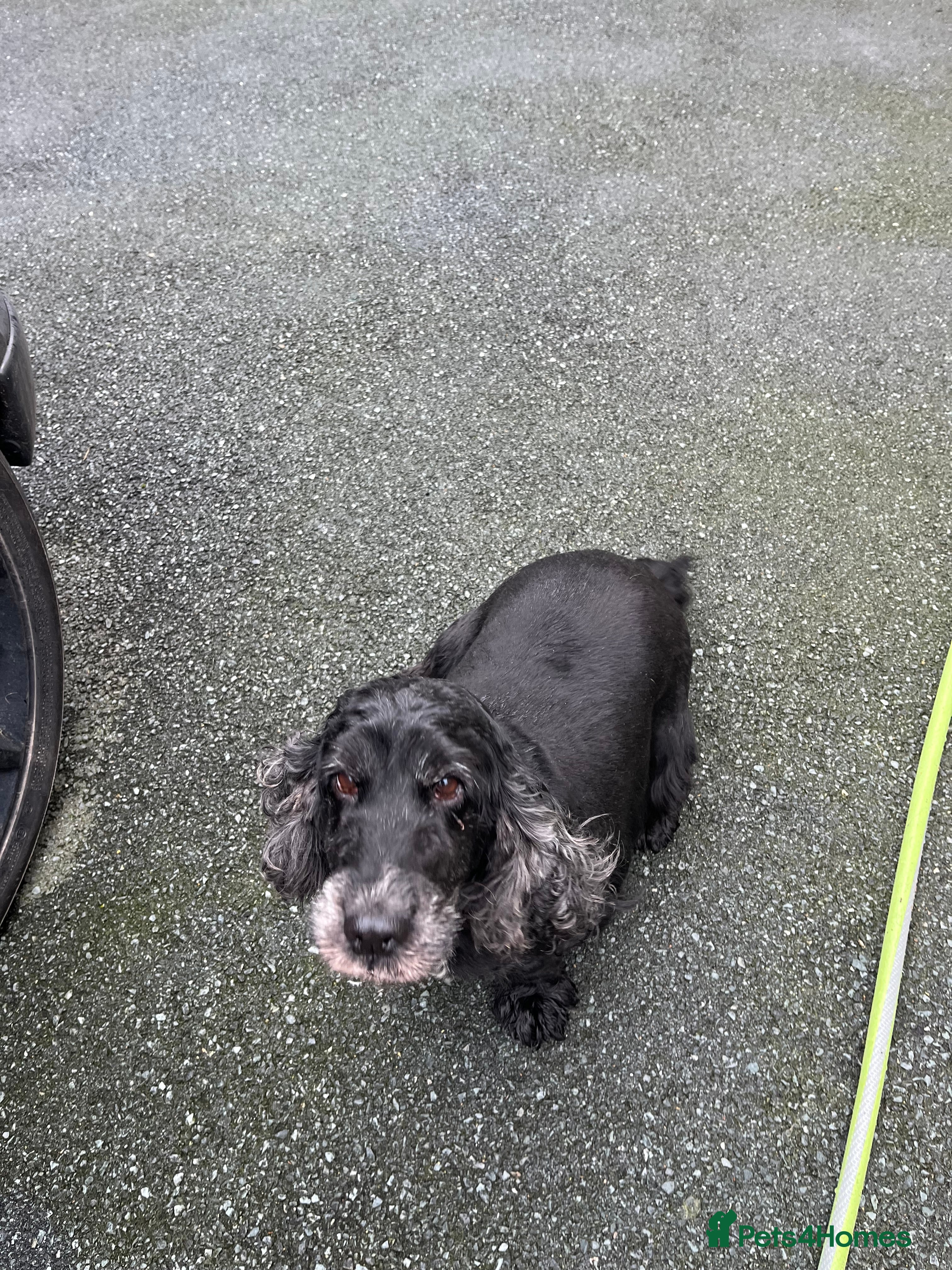 Cocker Spaniel dogs Cocker spaniel  - Advert 1