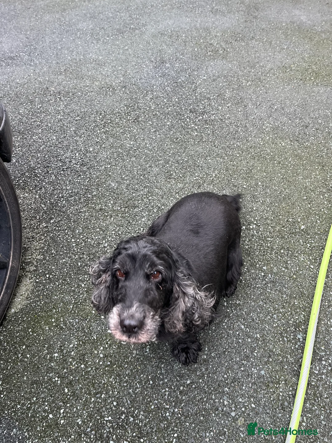 Cocker Spaniel dogs for sale: Cocker spaniel  - Advert 1