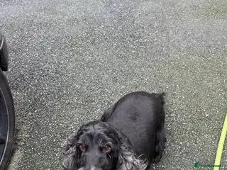 Cocker Spaniel dogs Cocker spaniel - Advert 1