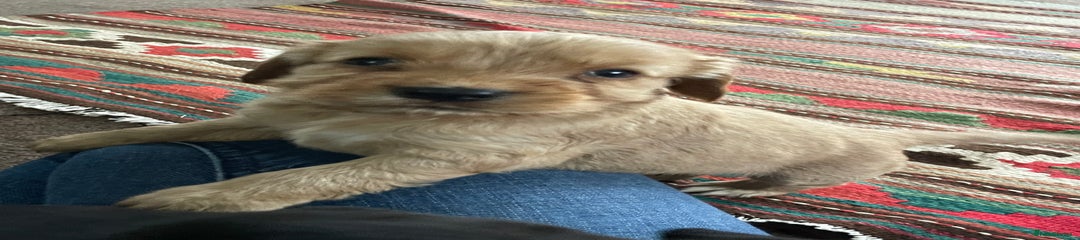 Cockerdor Puppy 1