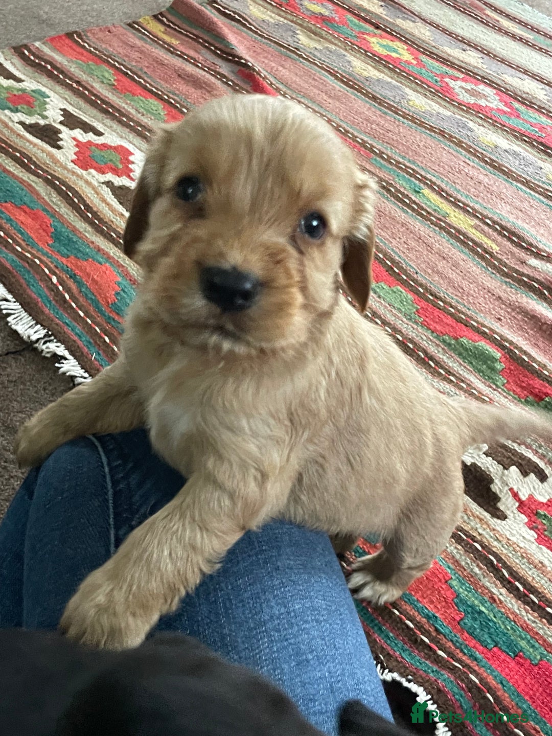 Cockerdor dogs for sale: Outstanding working gun puppies  - Image 1