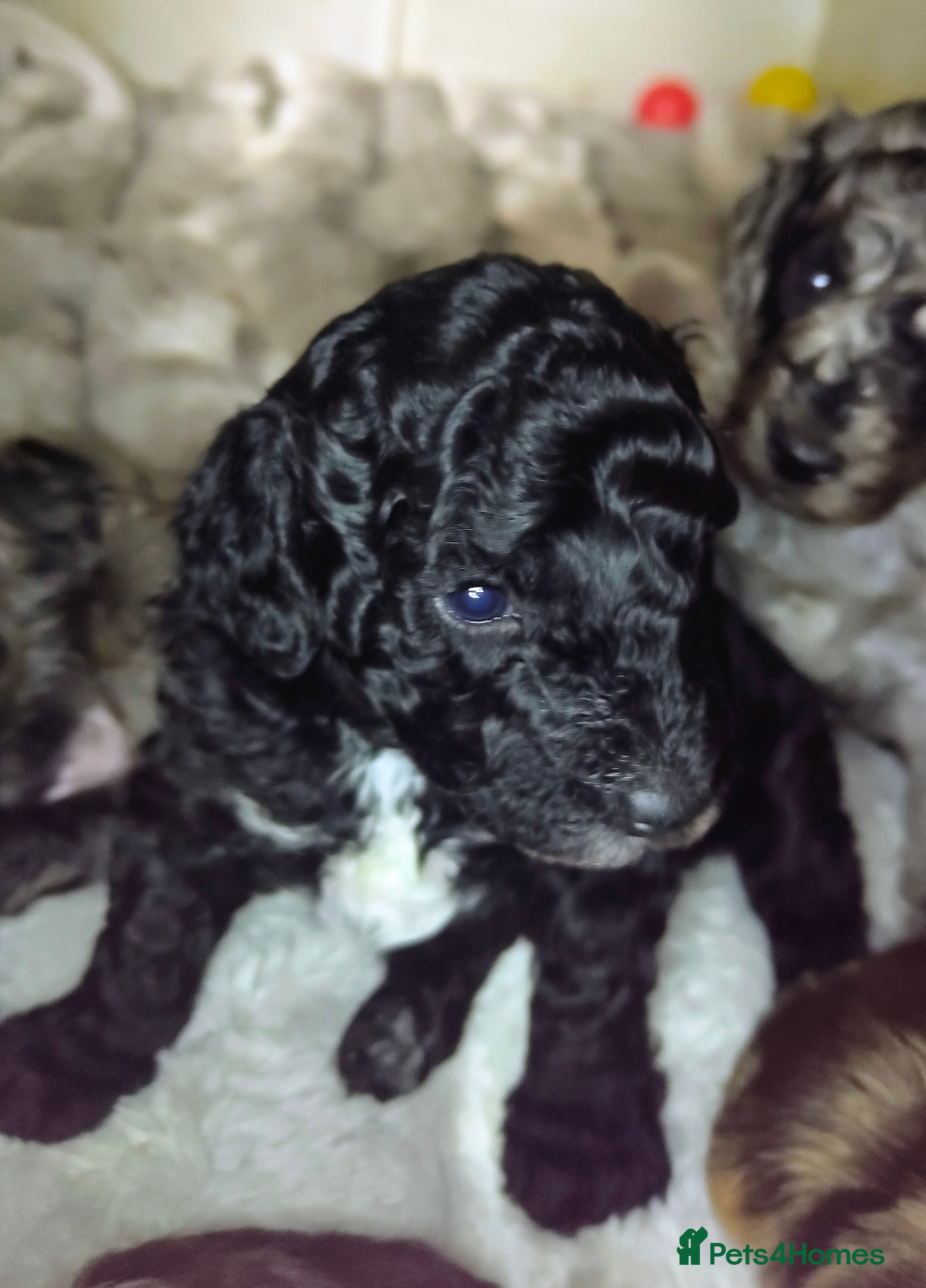 Cockapoo dogs Beautiful F1b toy cockapoos only 1 boy left - Advert 5