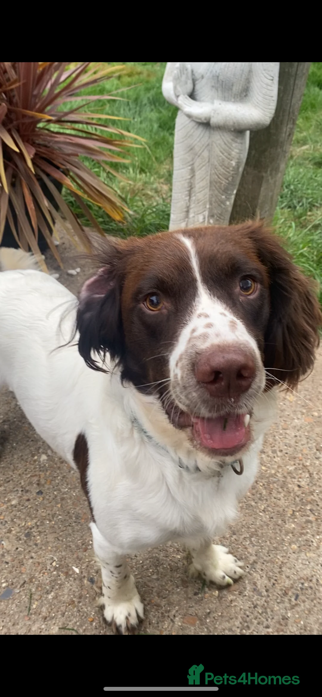 English Springer Spaniel dogs for sale: English Springer Spaniels Father & Son - Advert 3