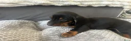 Miniature Dachshund dogs for sale: Miniature Daschund Pups for loving homes - Advert 34