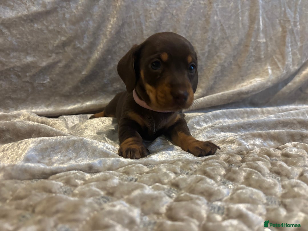 Miniature Dachshund dogs for sale: Mini Dachshund Available - Advert 9