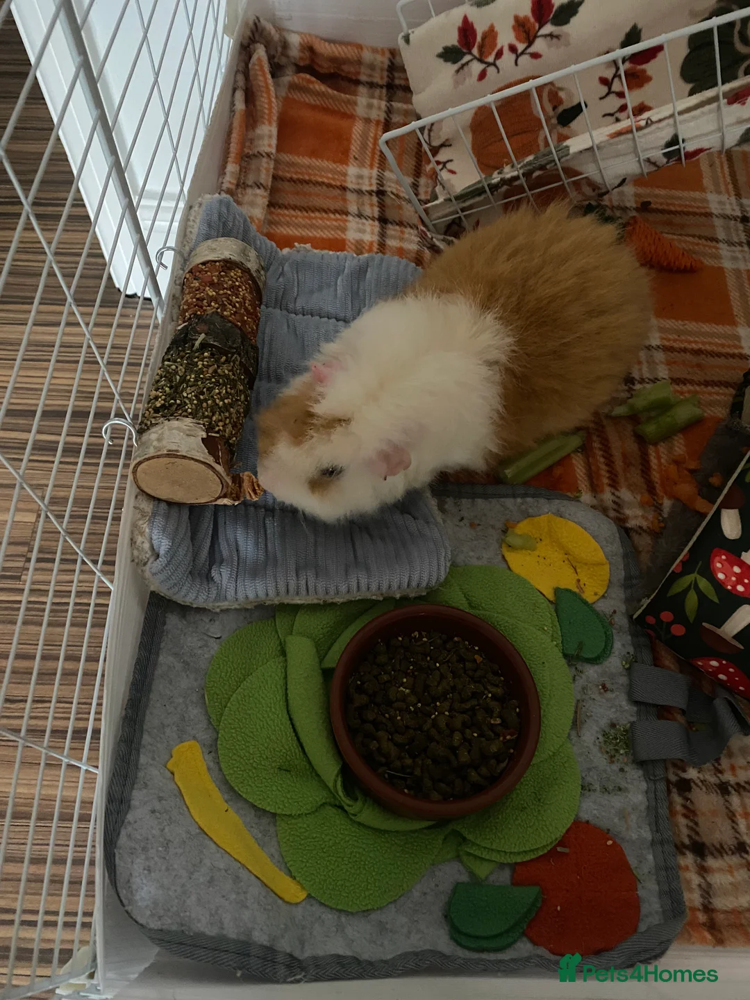 Guinea Pig rodents for sale: C&C cage and Guinea pigs - Advert 4