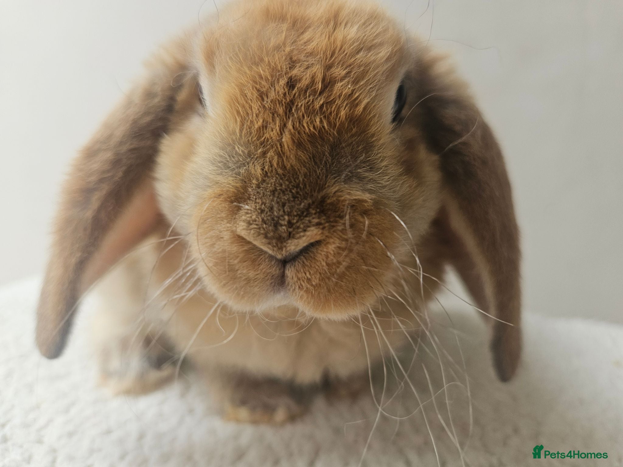 Mini Lop rabbits Purebred Mini Plush Lops Blues & Orange  - Advert 1