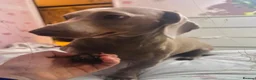 Miniature Dachshund dogs for stud: Stud miniature dachshund  in Pontefract - Advert 2