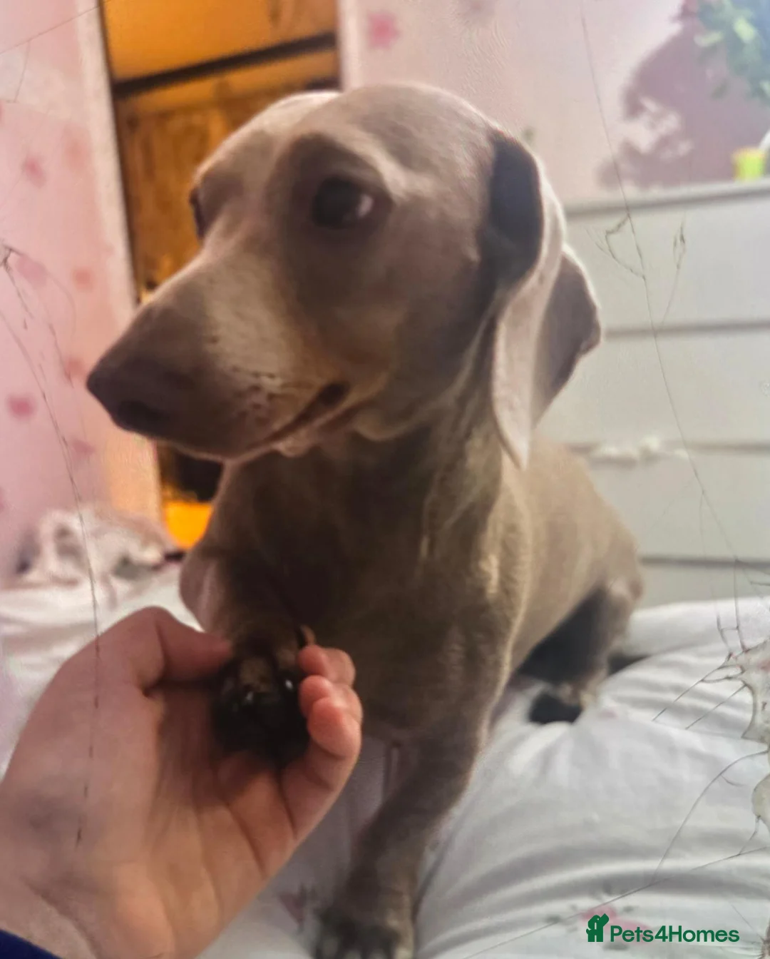 Miniature Dachshund dogs for stud: Stud miniature dachshund  in Pontefract - Advert 2