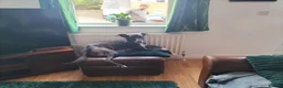 Lurcher dogs for sale: Loki - 5 year old lurcher boy in Holyhead - Advert 17
