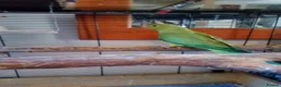 Ringnecks birds for sale: Ringneck babies  - Advert 3