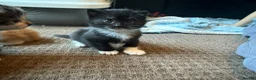 Mixed Breed cats for sale: Kittens  - Advert 2