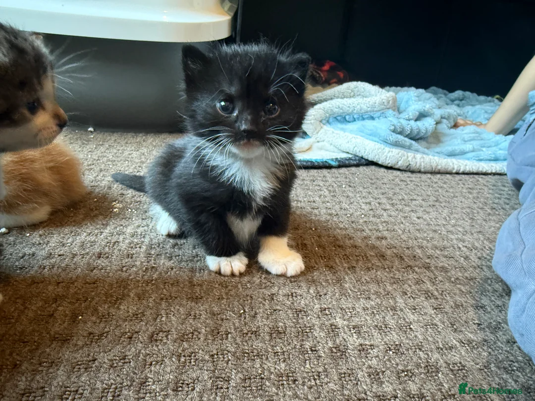 Mixed Breed cats for sale: Kittens  - Advert 2