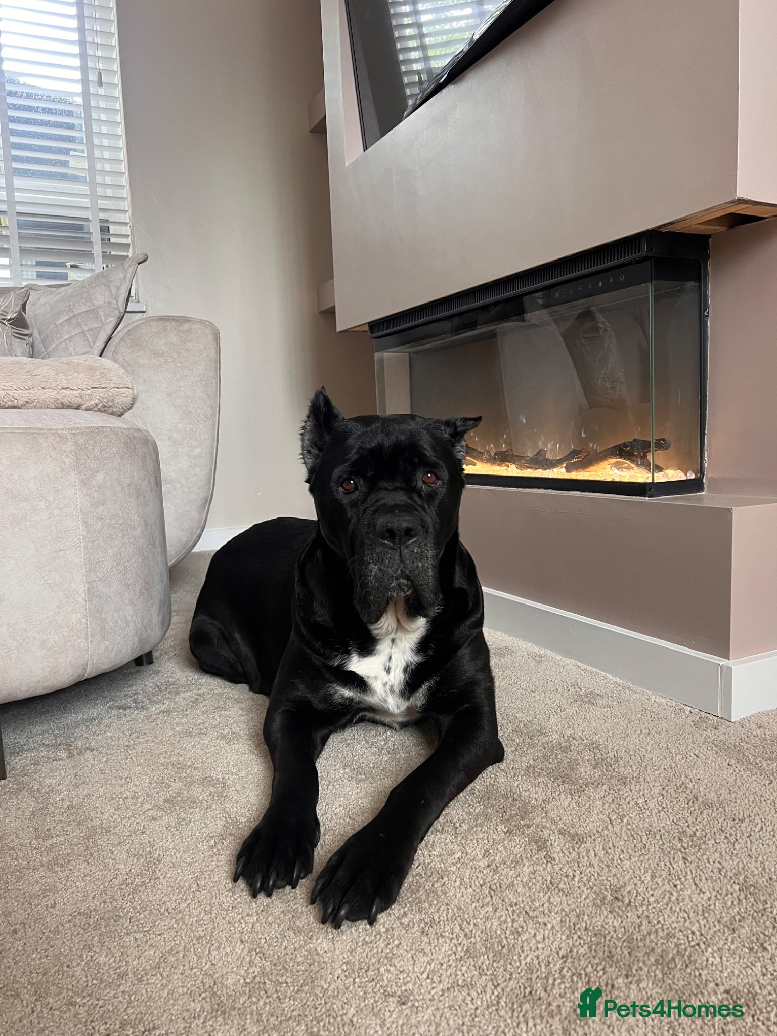 Mixed Breed dogs Available now - Advert 1