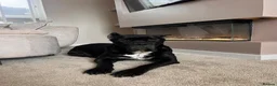 Mixed Breed dogs for sale: Available now - Advert 1