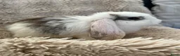 French Lop rabbits for sale: French lops looking for their forever home 🏡 - Advert 4