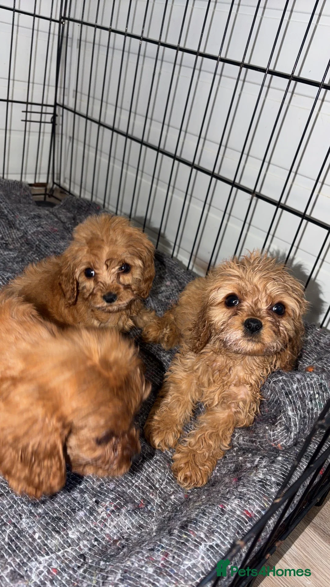 Cavapoo dogs for sale: Cavapoo puppies  - Advert 2