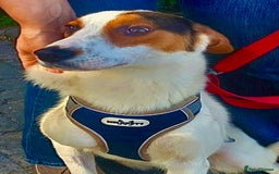 Foxhound dogs for adoption: Hugo – The Puppy Who Survived the Silence - Image 1