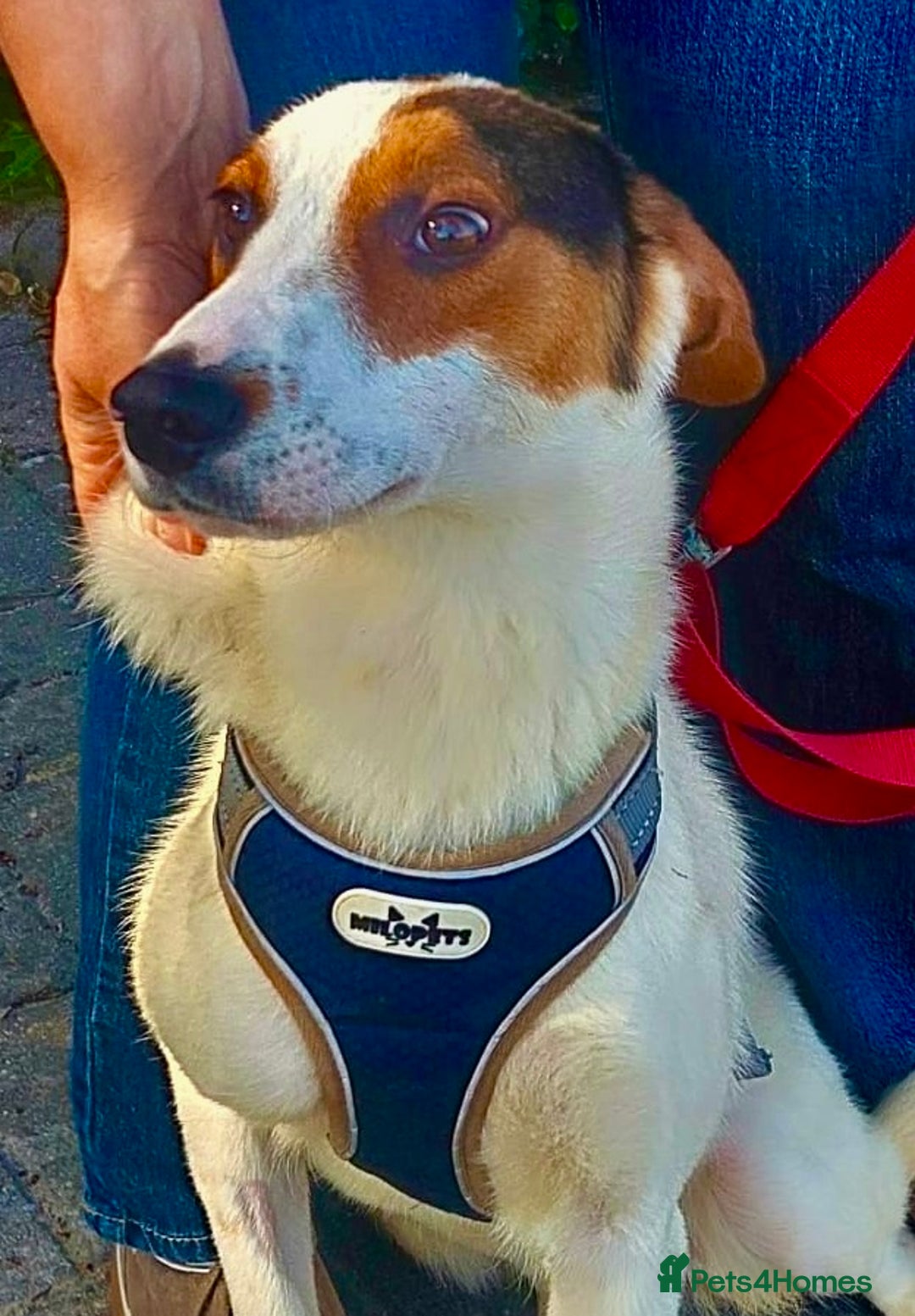 Foxhound dogs for adoption: Hugo – The Puppy Who Survived the Silence - Image 1