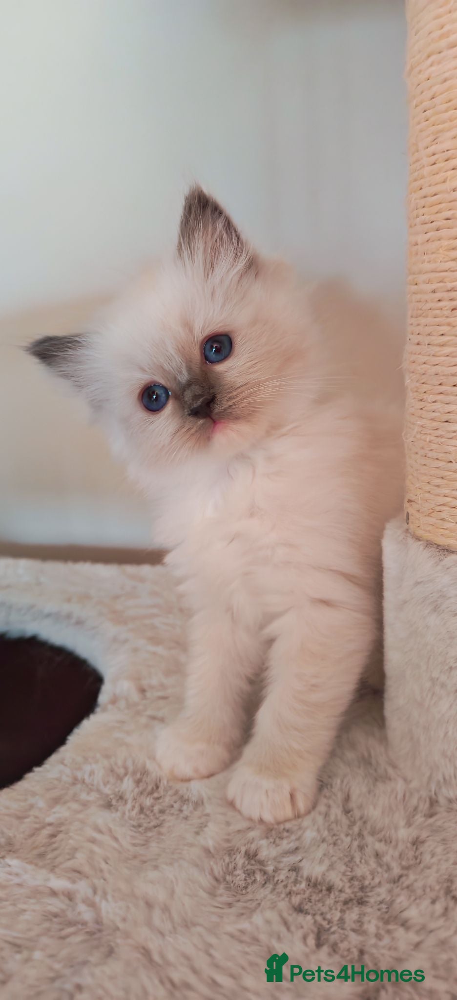 Ragdoll cats Raised with Love, looking for forever homes 🏠❤️ - Advert 3