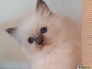 Ragdoll cats Raised with Love, looking for forever homes 🏠❤️ - Advert 3