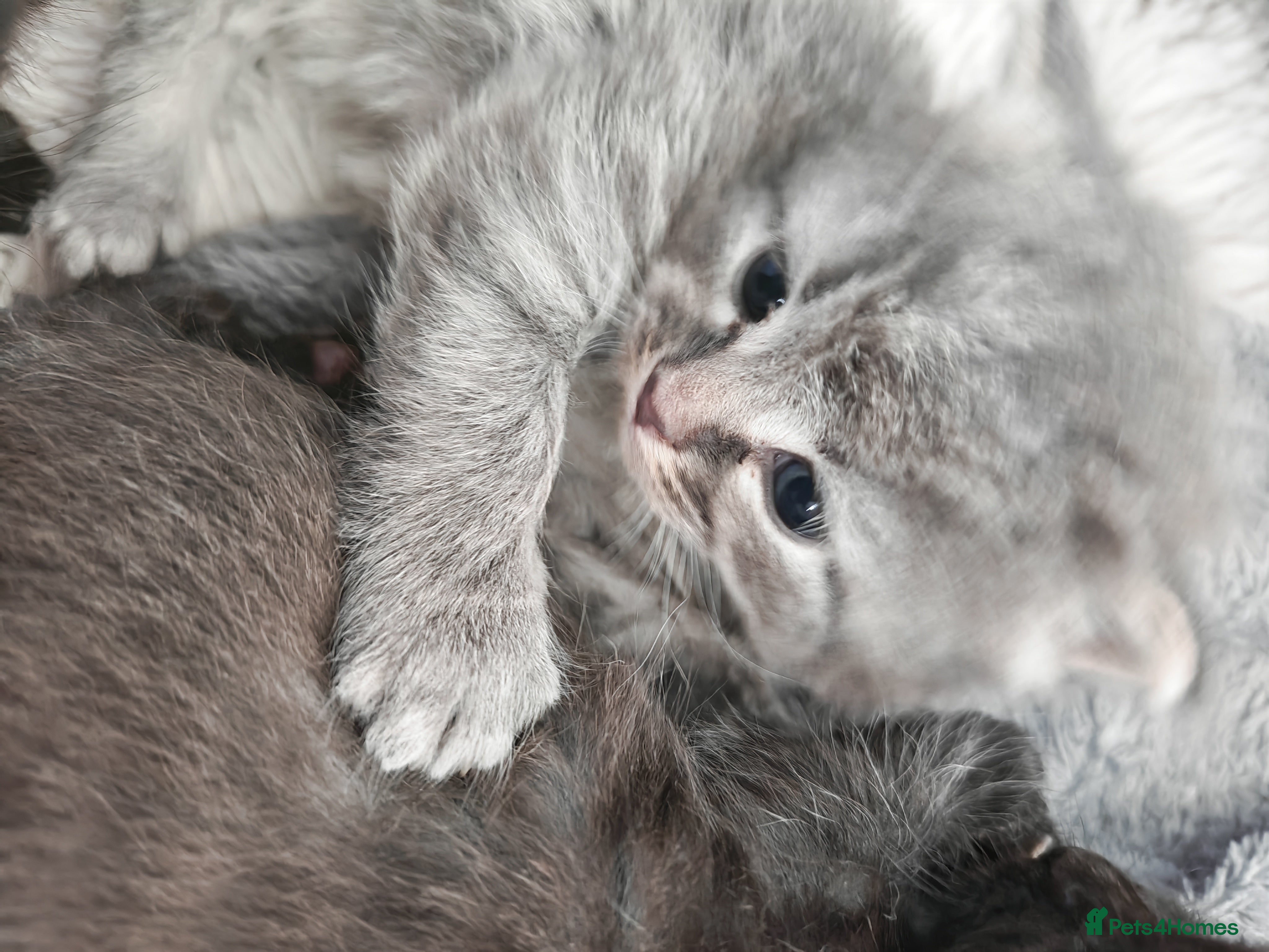 Russian Blue cats Stunning Russian blue kittens  - Advert 8