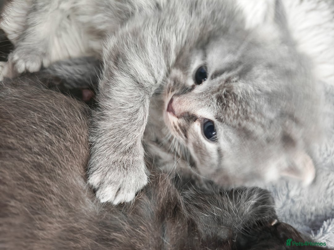 Russian Blue cats for sale: Stunning Russian blue kittens  - Advert 1