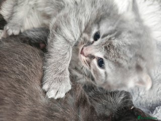 Russian Blue cats Stunning Russian blue kittens - Advert 1